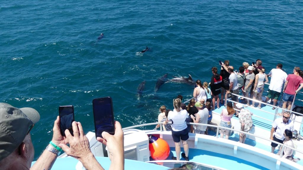 Dolphin Watching